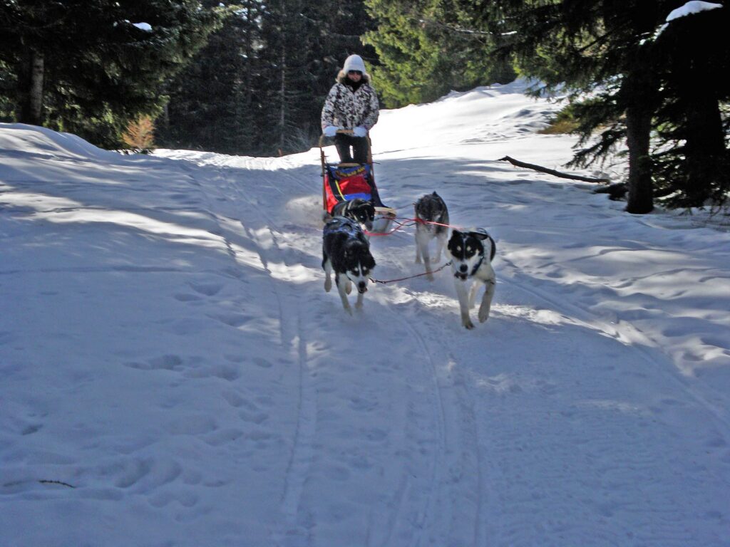 Sleddog nei dintorni di Entrèves.