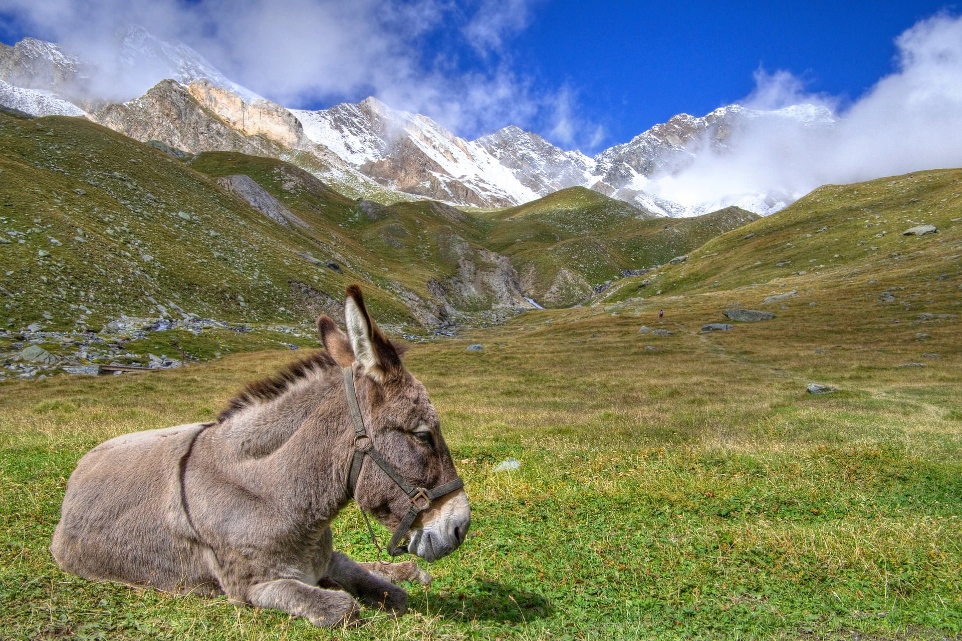 Asino Cagliostro Abbé Henry Gran Paradiso